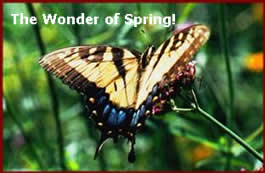 TheWonderOfSpring